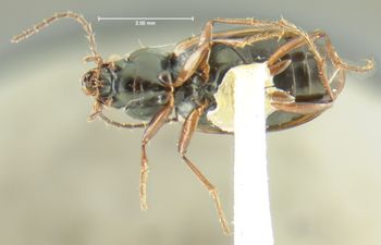 Media type: image;   Entomology 16302 Aspect: habitus ventral view